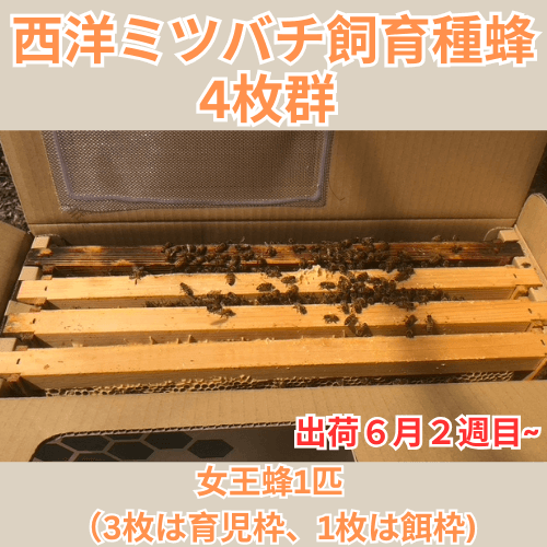 西洋ミツバチ飼育種蜂4枚群 女王蜂1匹 （3枚は育児枠、1枚は餌枠