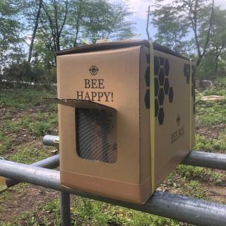 花粉交配専用 西洋ミツバチ受粉用 ２群 蜂の巣枠2枚（1枚は育児枠、1枚は餌枠）無女王蜂 段ボール巣箱 果樹 イチゴ受粉 メロン スイカ