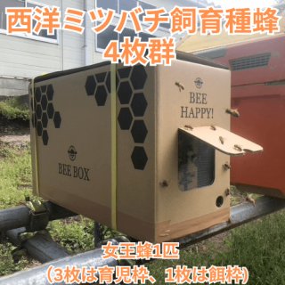 西洋ミツバチ飼育種蜂4枚群 女王蜂1匹　（3枚は育児枠、1枚は餌枠）段ボール巣箱