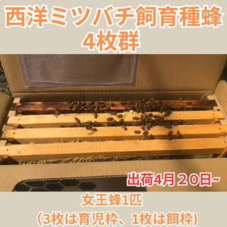 西洋ミツバチ飼育種蜂4枚群 女王蜂1匹　（3枚は育児枠、1枚は餌枠）段ボール巣箱