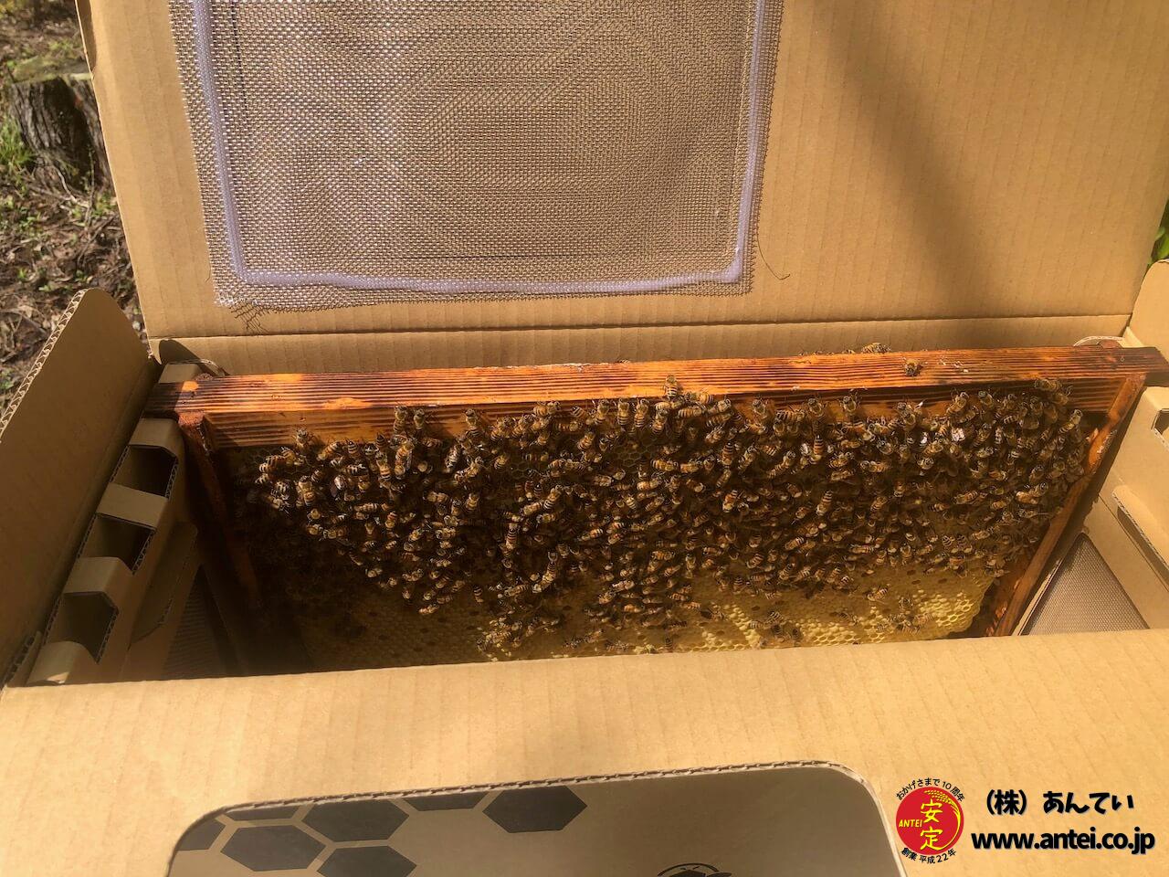 花粉交配専用 西洋ミツバチ受粉用 2群 蜂の巣枠2枚（1枚は育児枠、1枚