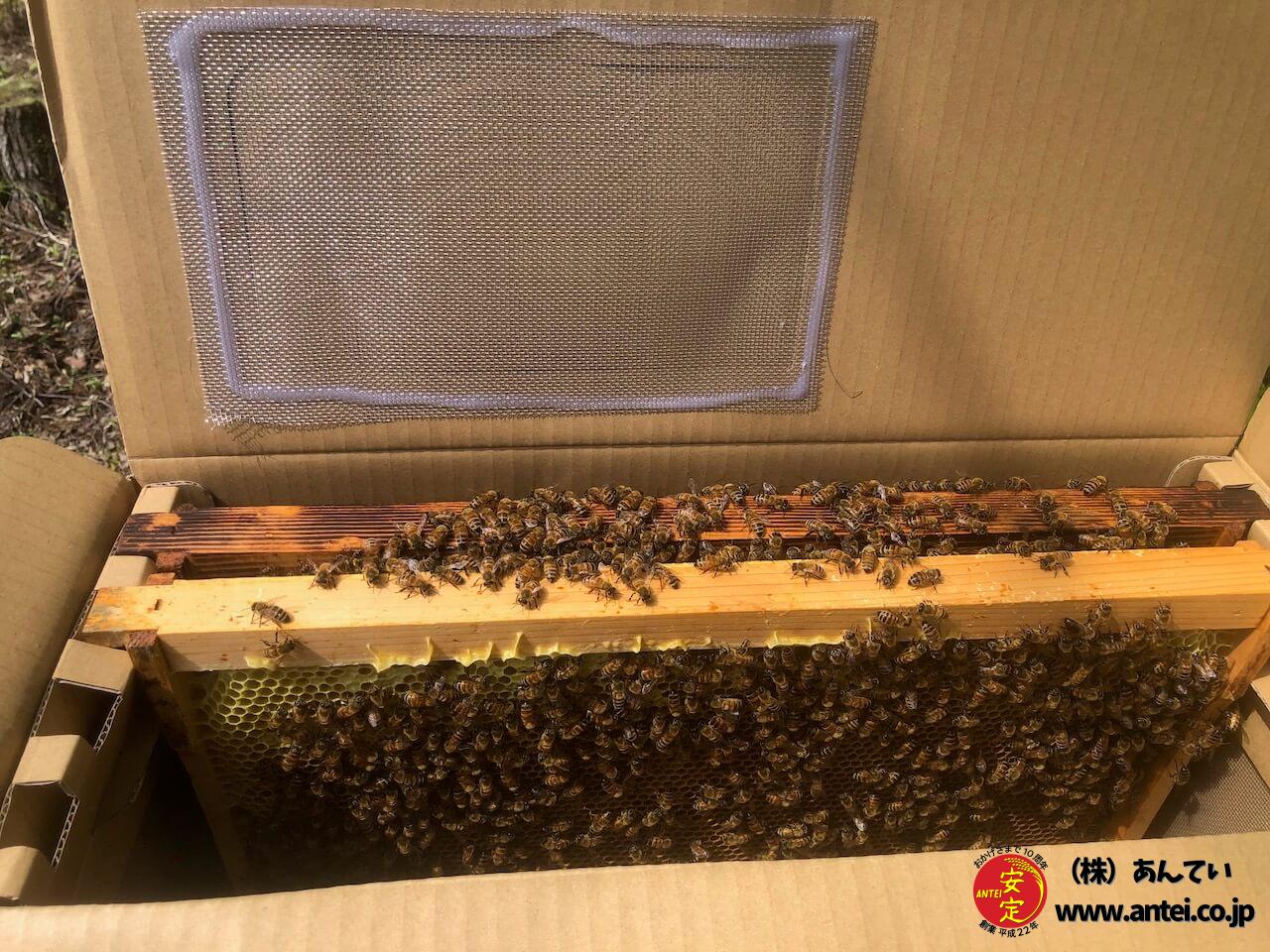 花粉交配専用 西洋ミツバチ受粉用 2群 蜂の巣枠2枚（1枚は育児枠、1枚