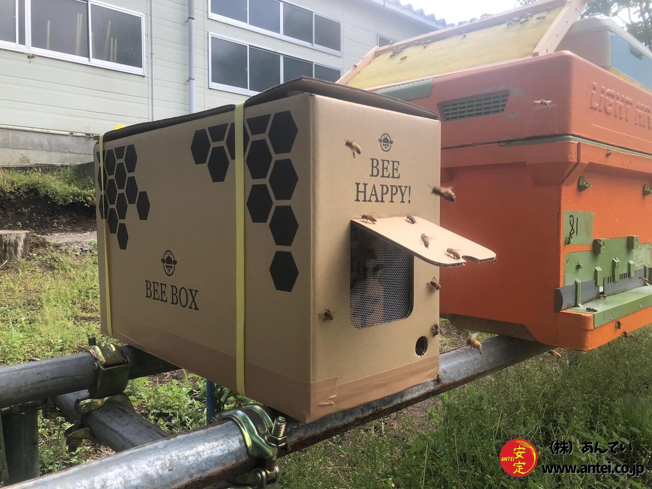 花粉交配専用 西洋ミツバチ受粉用 2群 蜂の巣枠2枚（1枚は育児