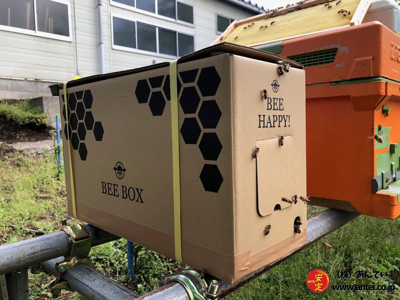 花粉交配専用 西洋ミツバチ受粉用 2群 蜂の巣枠2枚（1枚は育児