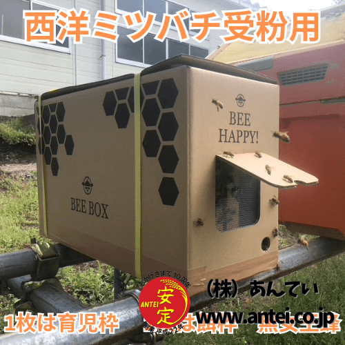 110 バニラココ（F2）beehouse苗.自家受粉 札付 ポットでメルカリ便 赤