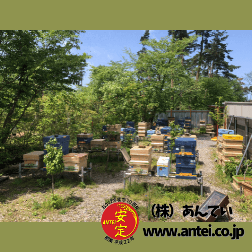 2027年春予約」西洋ミツバチ飼育種蜂4枚群 女王蜂1匹 （3枚は育児枠、1
