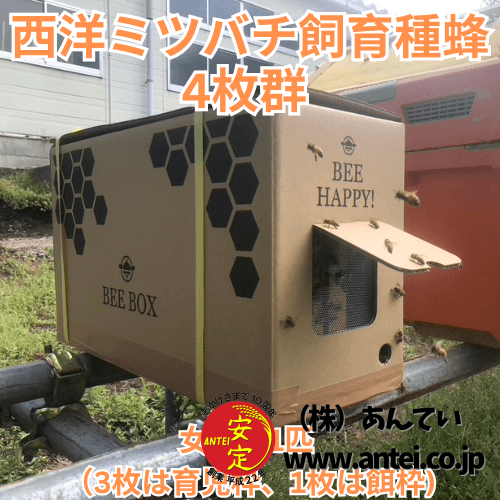 西洋ミツバチ飼育種蜂4枚群 女王蜂1匹 （3枚は育児枠、1枚は餌枠