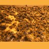 西洋ミツバチ飼育種蜂4枚群 女王蜂1匹　（3枚は育児枠、1枚は餌枠）段ボール巣箱