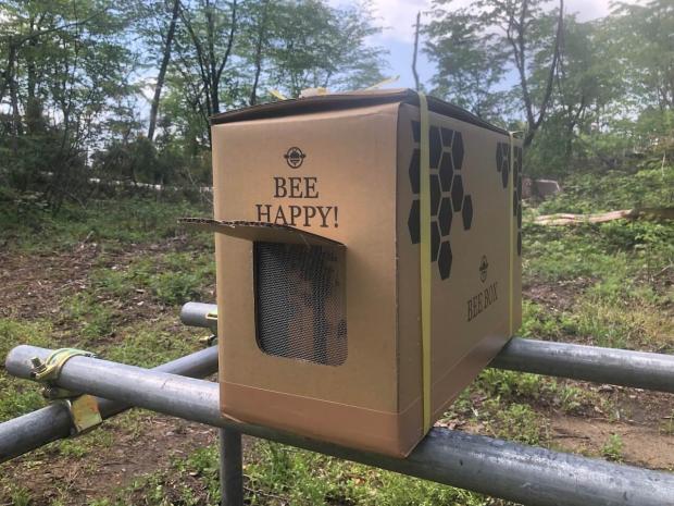 花粉交配専用 西洋ミツバチ受粉用 ２群 蜂の巣枠2枚（1枚は育児枠、1枚は餌枠）無女王蜂 段ボール巣箱 果樹 イチゴ受粉 メロン スイカ