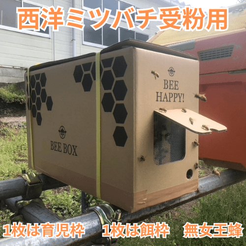花粉交配専用 西洋ミツバチ受粉用 ２群 蜂の巣枠2枚（1枚は育児枠、1枚は餌枠）無女王蜂 段ボール巣箱 果樹 イチゴ受粉 メロン スイカ